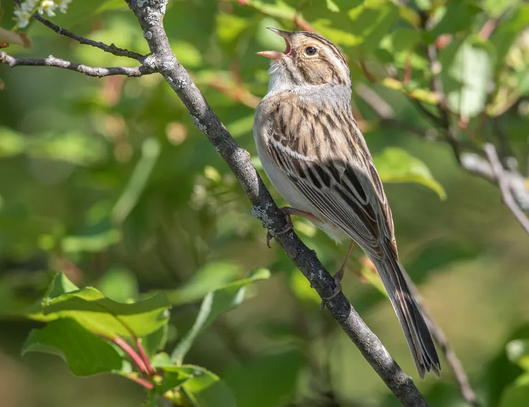 Clay-colored Sparrow