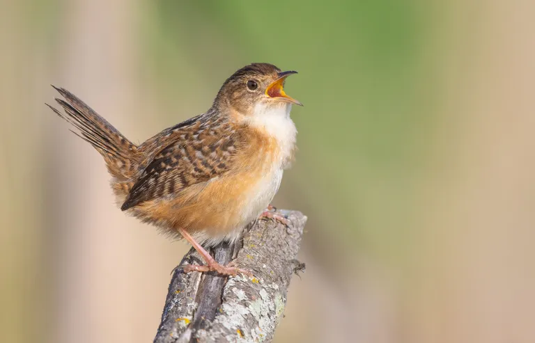 Sedge Wren