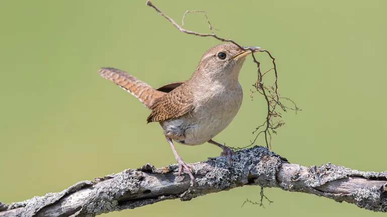 House Wren