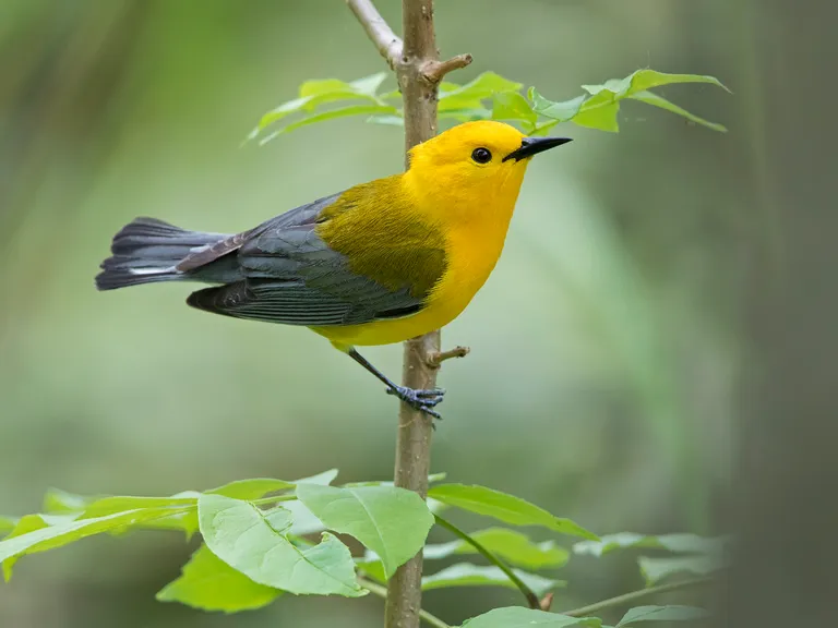 Prothonotary Warbler, male