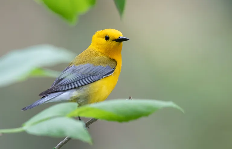 Prothonotary Warbler, male