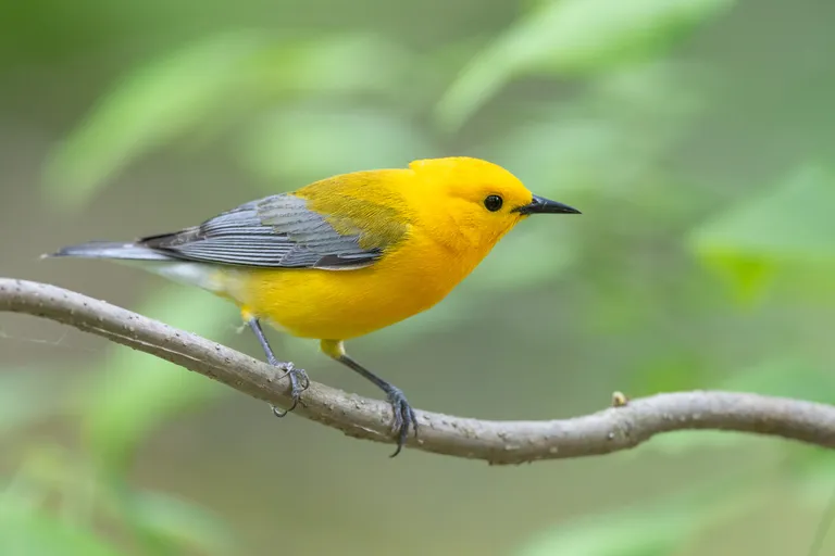 Prothonotary Warbler, male