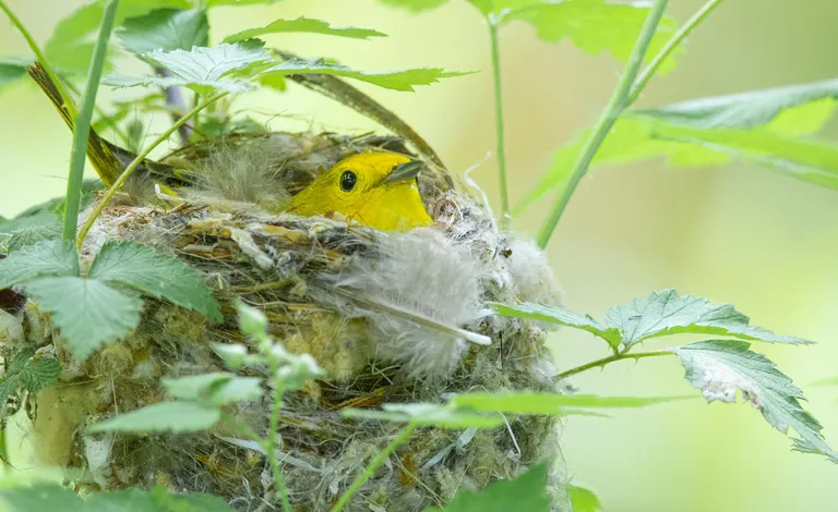 Yellow Warbler