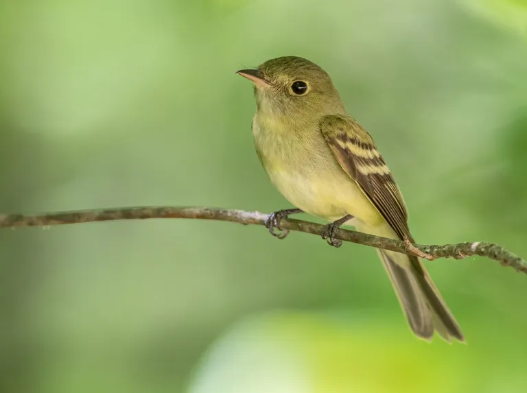 Acadian Flycatcher