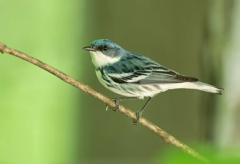 Cerulean Warbler, male