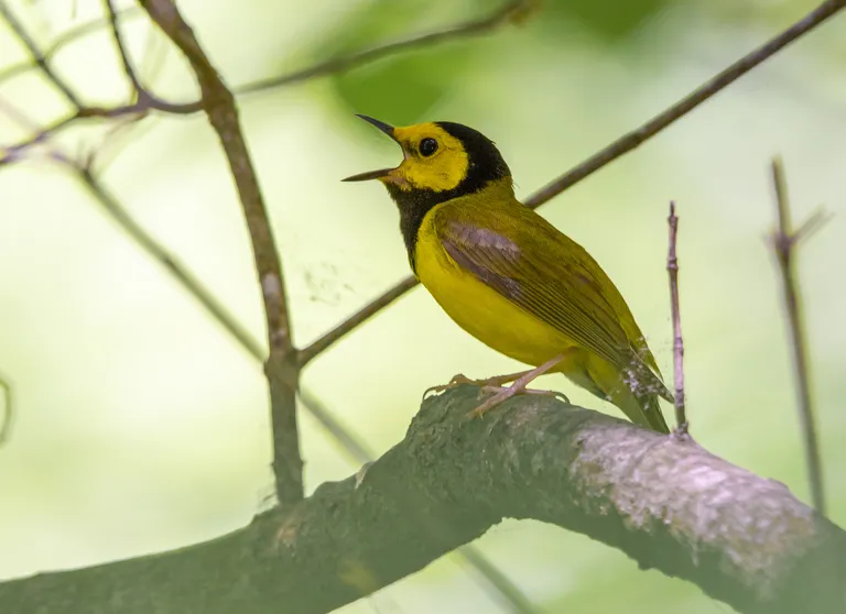 Hooded Warbler, male
