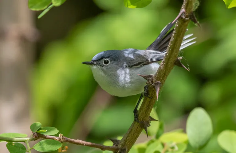 Blue-gray Gnatcatcher