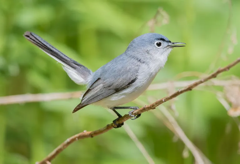 Blue-gray Gnatcatcher