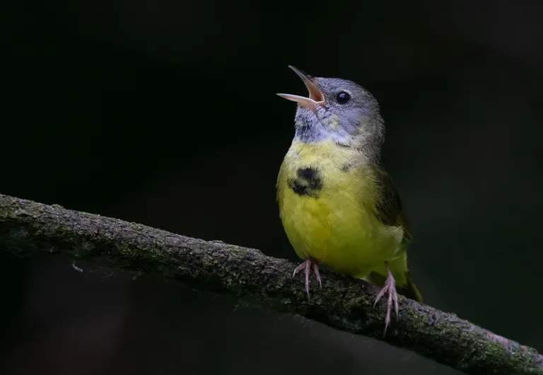 Mourning Warbler, male