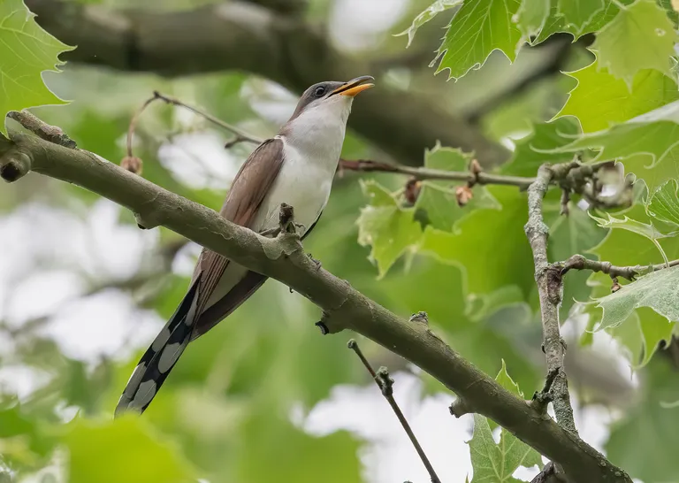 Yellow-billed Cuckoo