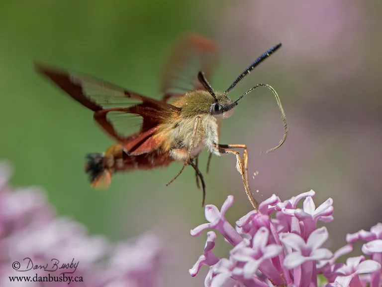 Clear-winged Hummingbird Moth