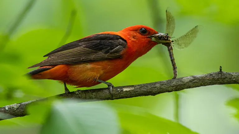 Scarlet Tanager, male