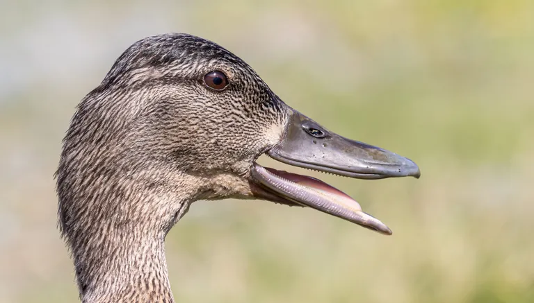 American Black Duck