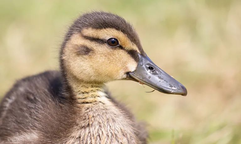 American Black Duck, hatchling