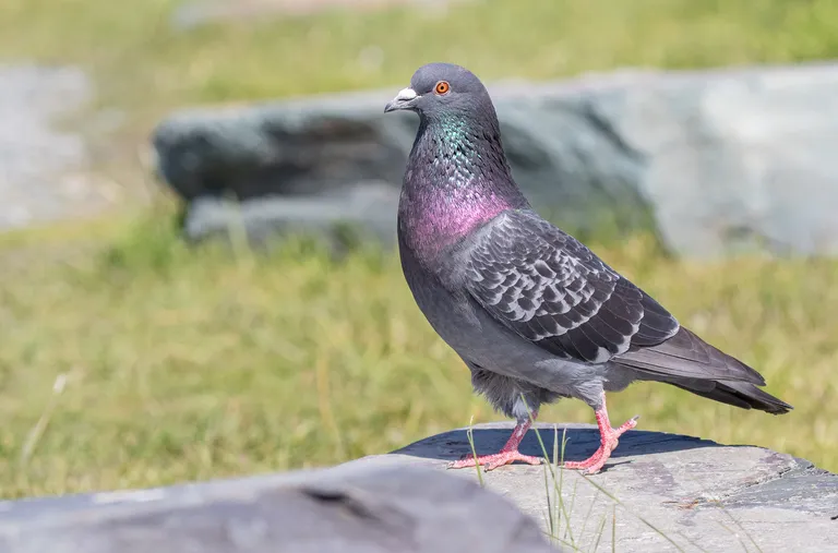 Rock Pigeon
