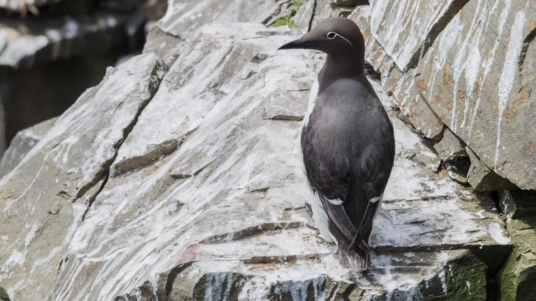 Common Murre / Common Guillemot