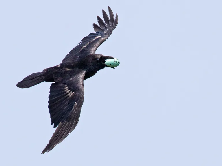 Common Raven