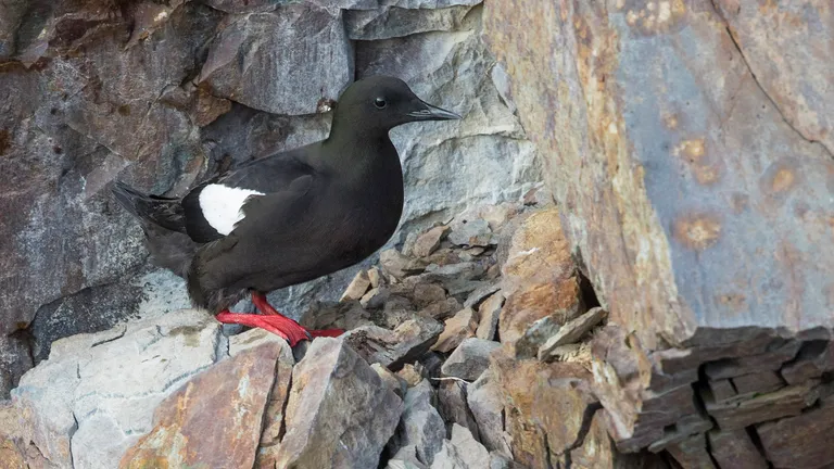 Black Guillemot