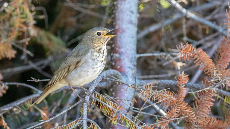 Swainson's Thrush