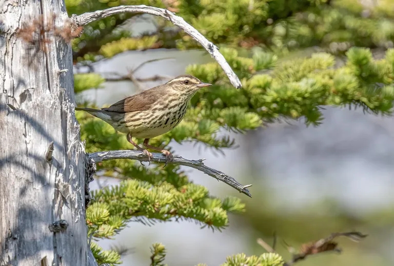 Northern Waterthrush