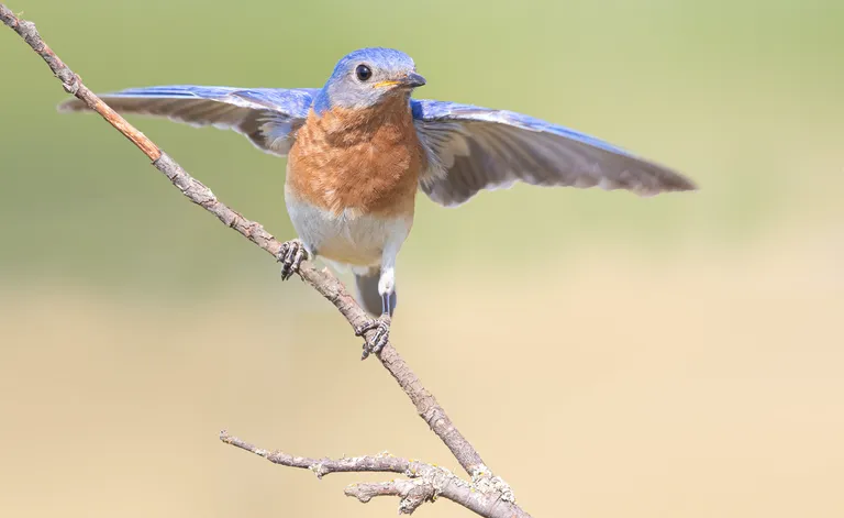 Eastern Bluebird