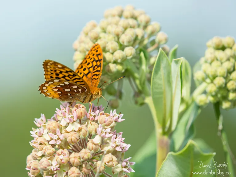 Great Spangled Fritillary
