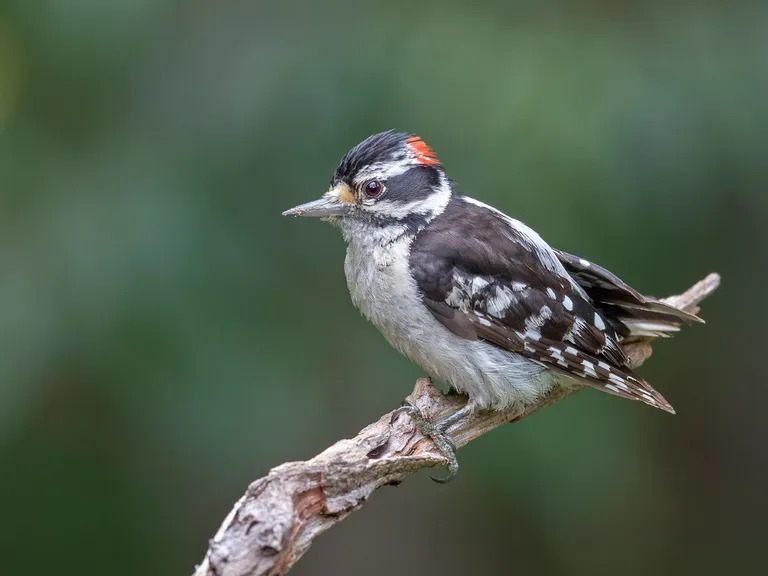 Downy Woodpecker, male