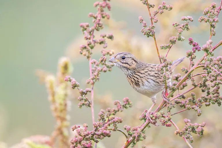 Lincoln's Sparrow