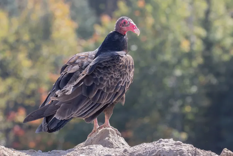 Turkey Vulture