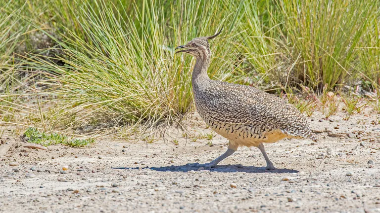 Elegant-crested Tinamou