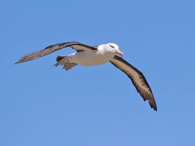 Black-browed Albatross