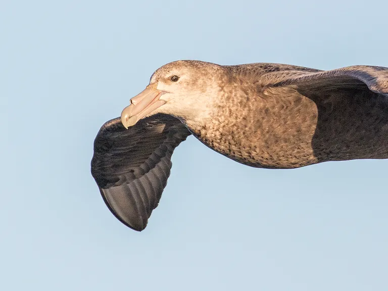 Southern Giant Petrel