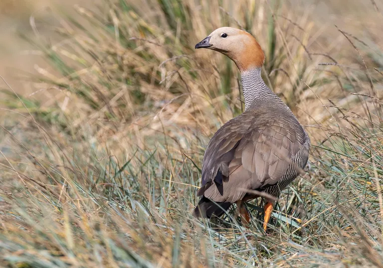 Upland Goose, female