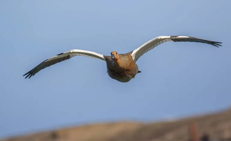 Upland Goose, female