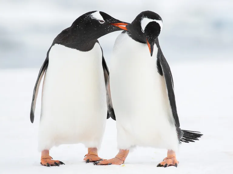 Gentoo Penguin