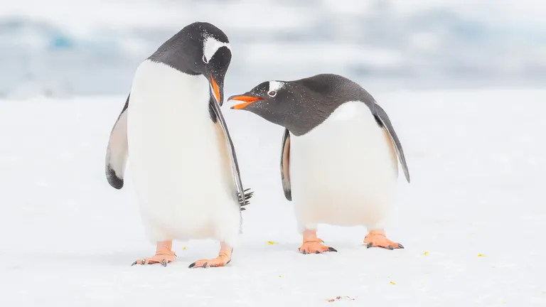 Gentoo Penguin