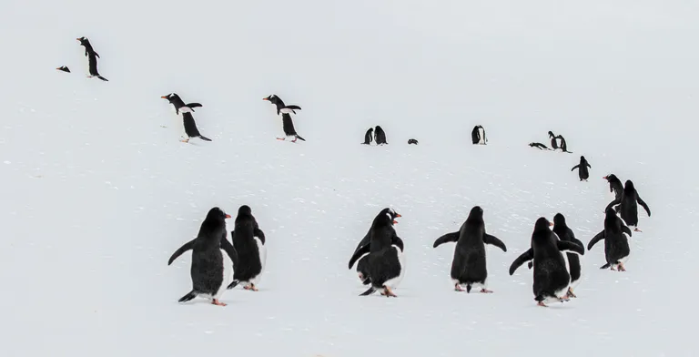 Gentoo Penguin