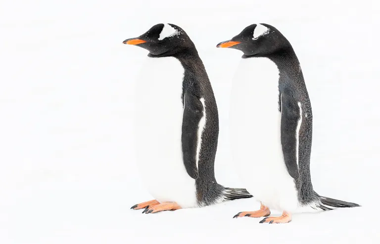 Gentoo Penguin