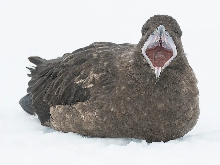 South Polar Skua