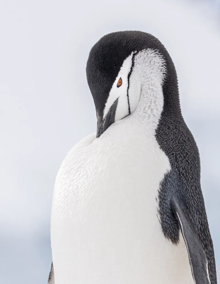 Chinstrap Penguin