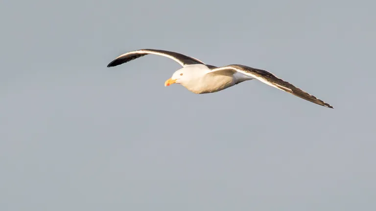 Kelp Gull