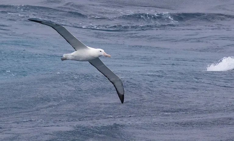 Royal Albatross