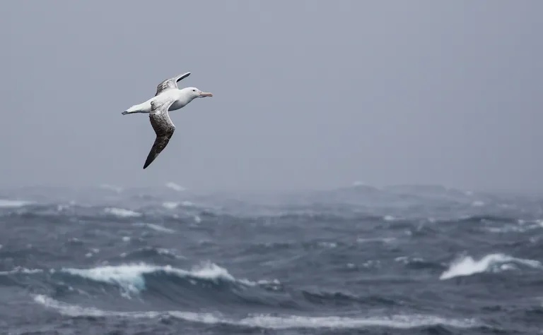 Royal Albatross