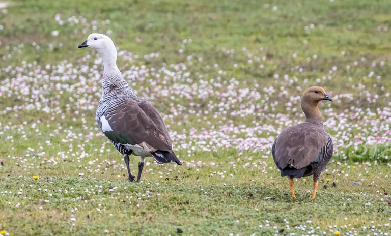Upland Goose, male and female
