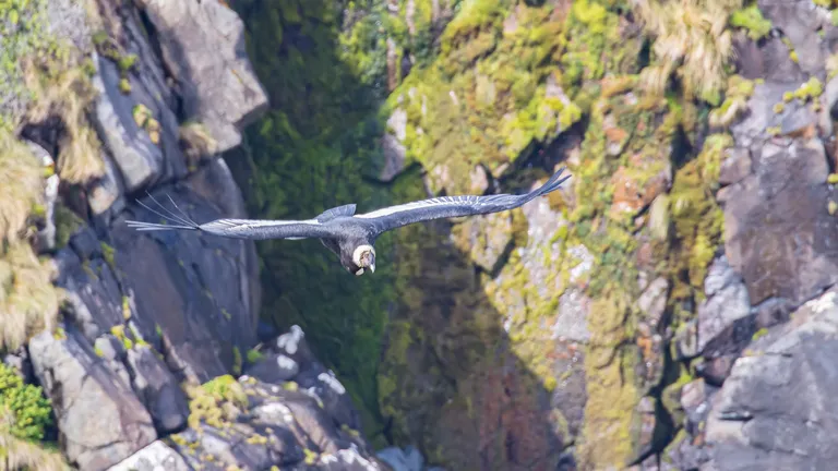 Andean Condor, Cape Horn, Chile