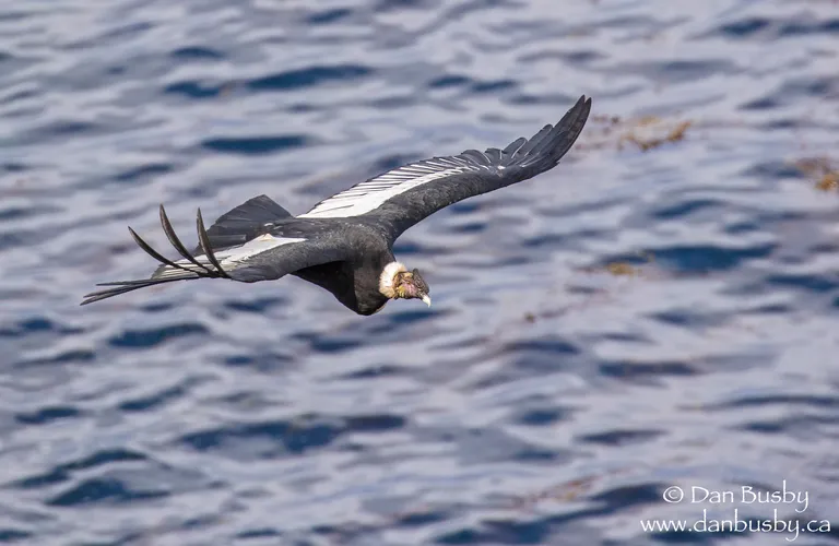 Andean Condor, Cape Horn, Chile