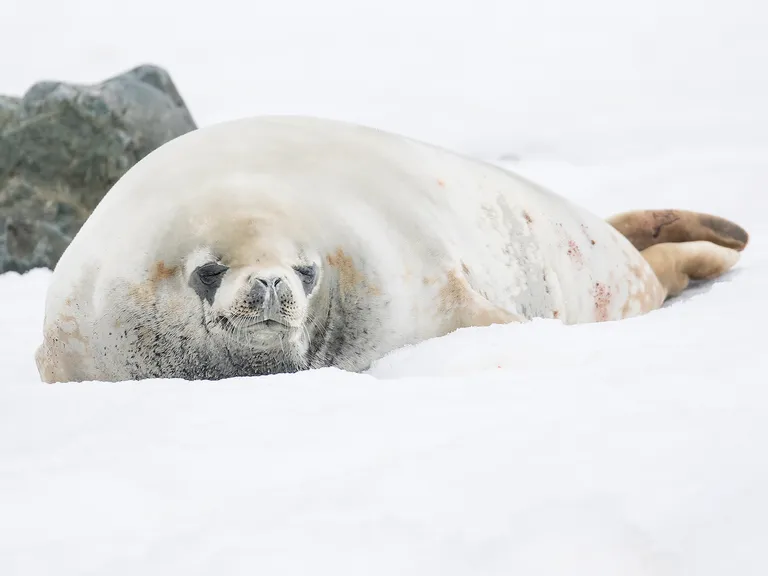 Crabeater Seal