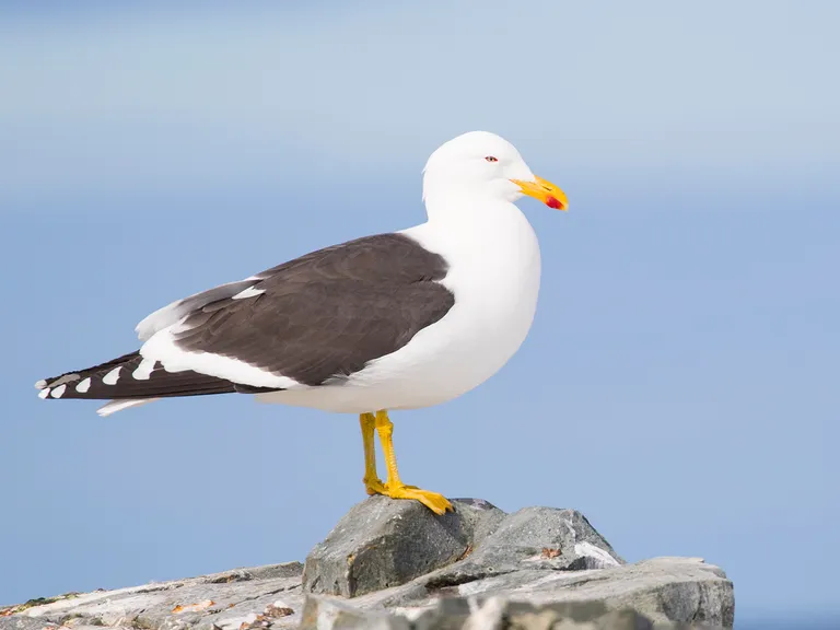 Kelp Gull