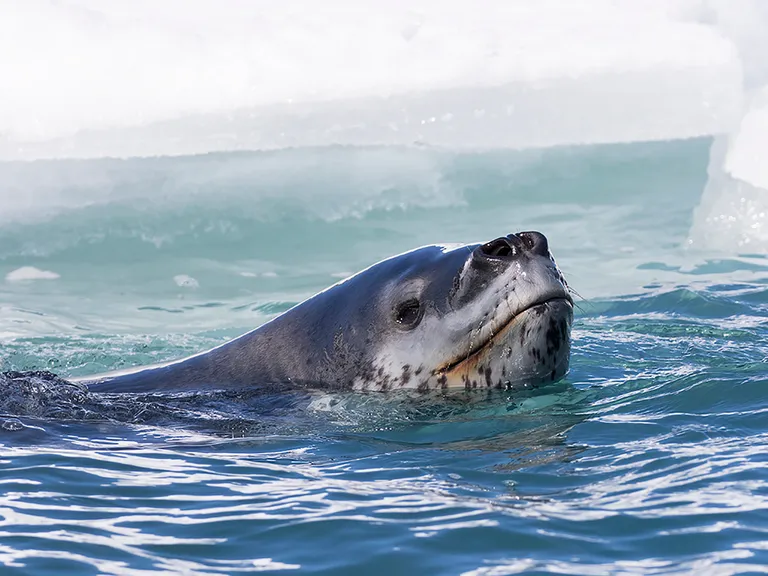Leopard Seal