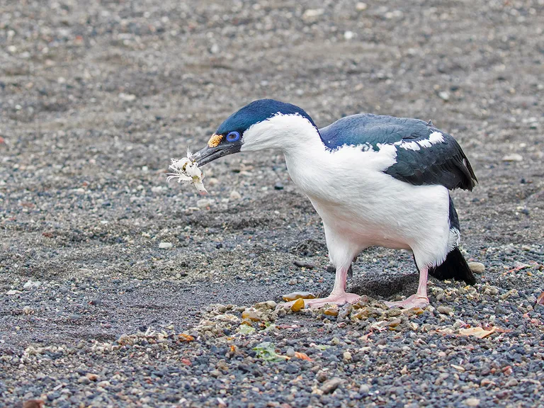 Antarctic Shag
